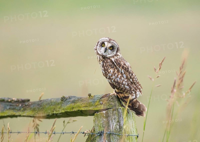Short-eared owl (Asio flammeus) sitting on a fence post and looking attentively with its head tilted, Dümmer nature park Park, Lower Saxony, Germany
