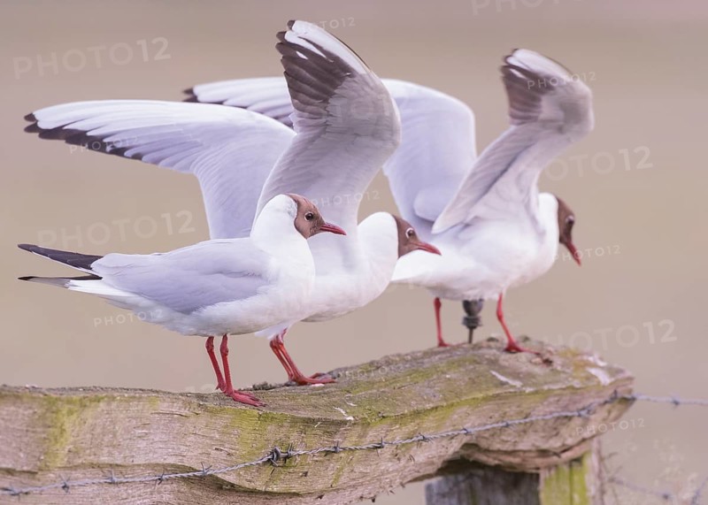 Three black-headed gulls (Larus ridibundus) landing on a fence, wings outstretched, Dümmer nature park Park, Lower Saxony, Germany