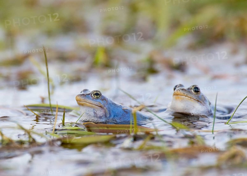 Two moor frogs (Rana arvalis) in the water with plants in the background, Dümmer nature park Park, Lower Saxony, Germany