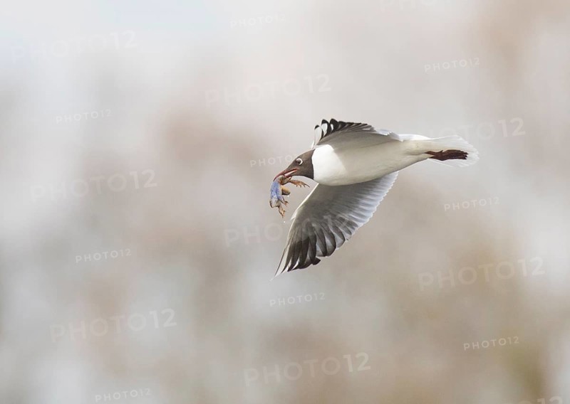 Black-headed Black-headed Gull (Larus ridibundus) in the air with a blue moor frog (Ranaarvalis) in its beak against a blurred background, Dümmer nature park Park, Lower Saxony, Germany