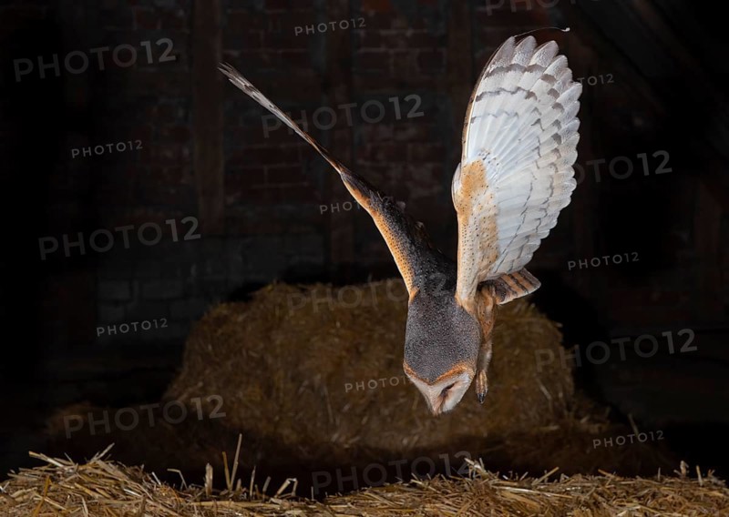 A barn owl (Tyto alba) flies in the dark over hay bales in a rural setting, Dümmer nature park Park, Lower Saxony, Germany