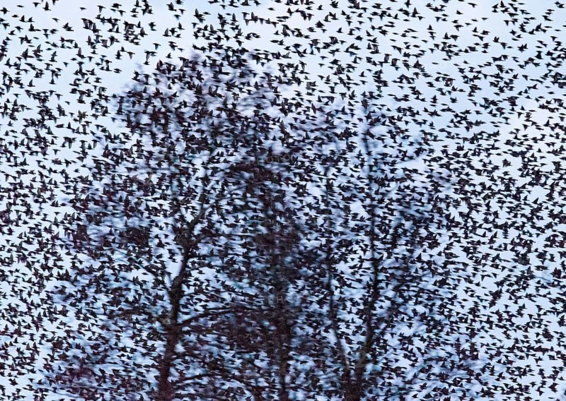 A dense flock of starlings (Sturnus vulgaris) circling around trees, the movement of the group is overwhelming, Dümmer nature park Park, Lower Saxony, Germany