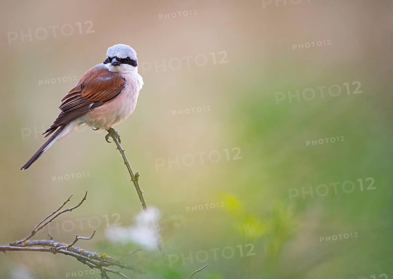 A male red-backed shrike (Lanius collurio) sitting on a thin branch with blurred background, Dümmer nature park Park, Lower Saxony, Germany