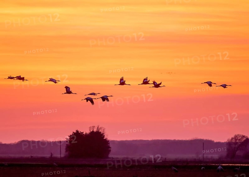 Cranes (Grus grus) flying in front of a bright orange sky at sunset, Dümmer nature park Park, Lower Saxony, Germany