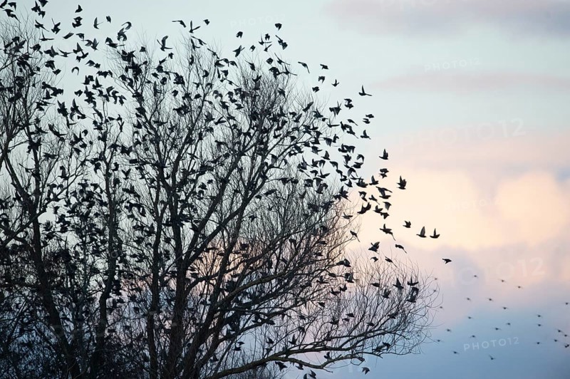 Large flock of starlings (Sturnus vulgaris) flying from a tree into the pastel evening sky, Dümmer nature park Park, Lower Saxony, Germany