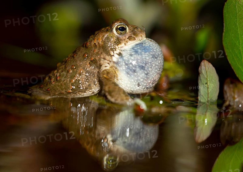 A natterjack toad (Bufo calamita) sits in the water with its throat inflated, surrounded by plants, Dümmer nature park Park, Lower Saxony, Germany