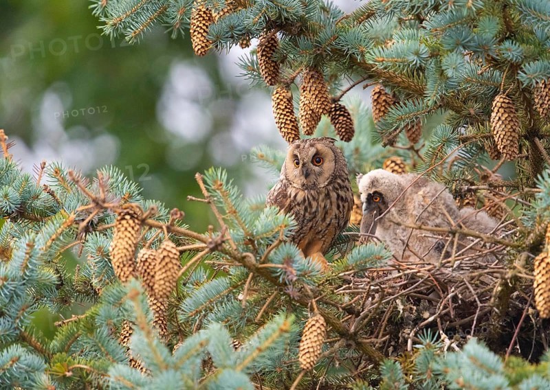 Two long-eared owls (Asio otus) sitting on a branch in a dense pine forest, on the left the adult, on the right a juvenile eating a mouse it brought with it, Dümmer nature park Park, Lower Saxony, Germany
