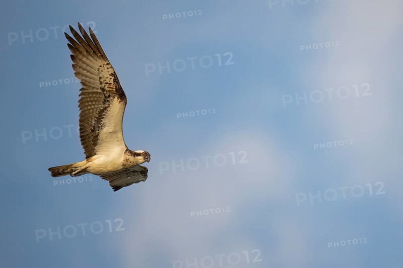 An osprey (Pandion haliaetus) flies majestically against a cloudy sky, bird of prey majestically in flight against a blue sky in the wild, Dümmer nature park Park, Lower Saxony, Germany