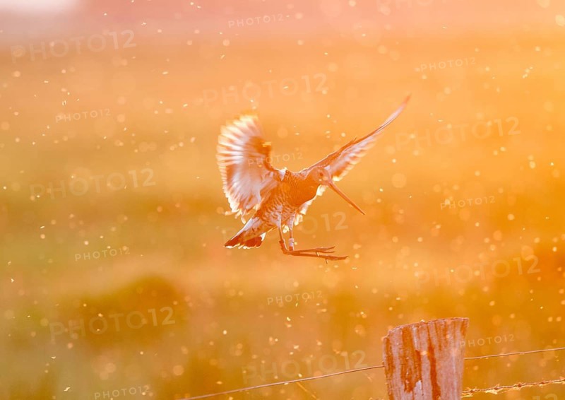 Black-tailed godwit (Limosa limosa) in flight, dramatic lighting, warm orange light, landing on a pasture pole, Dümmer nature park Park, Lower Saxony, Germany