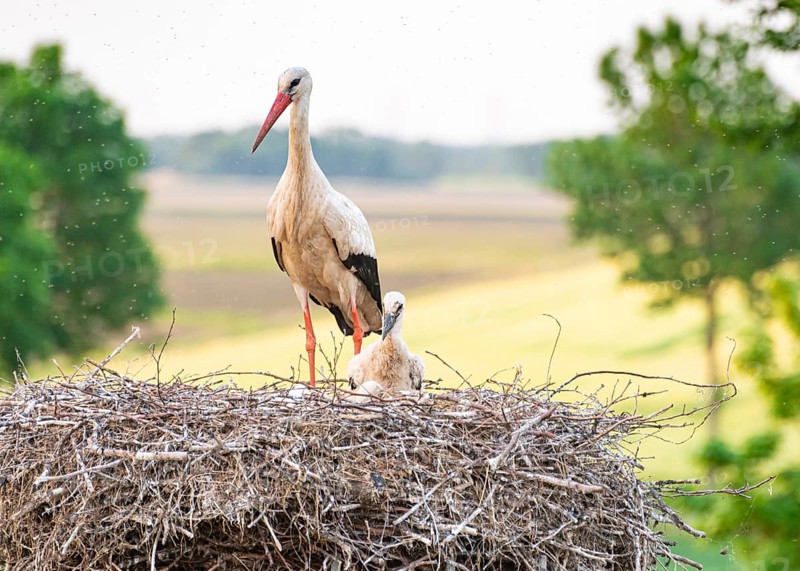White stork (Ciconia ciconia) standing in a nest with a chick, surrounded by fields and trees, Dümmer nature park Park, Lower Saxony, Germany