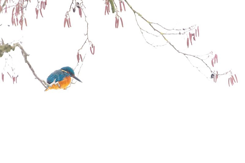 A kingfisher (Alcedo atthis) sits on a wintry branch of a black alder (Alnus glutinosa) with sparse red flowers, soft Zen impression that radiates tranquillity, Dümmer nature park Park, Lower Saxony, Germany