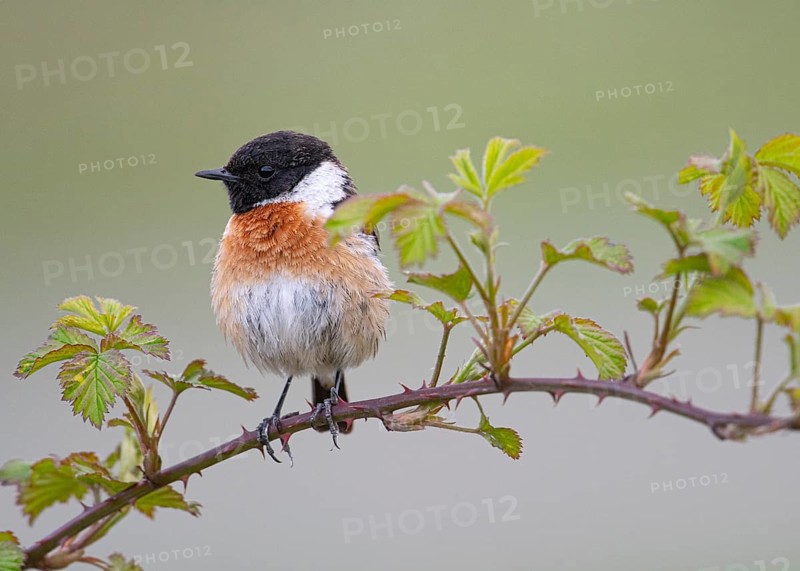 Stonechat (Saxicola rubicola) sitting on a leaf-covered branch of a blackberry vine (Rubus spec.) against a soft background, Dümmer nature park Park, Lower Saxony, Germany