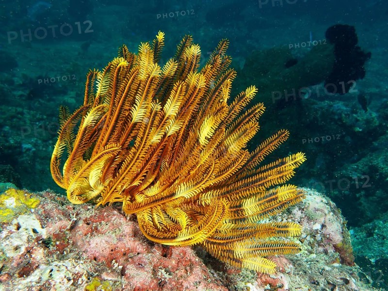 A bright yellow Bushy Feather Star, Variable Yellow Feather Star (Comaster schlegelii) on a coral reef at depth. Dive site Pidada, Penyapangan, Bali, Indonesia