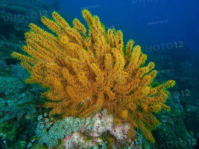 Bright yellow Bushy feather star, Variable feather star (Comaster schlegelii) in the blue water of a reef. Dive site Spice Reef, Penyapangan, Bali, Indonesia