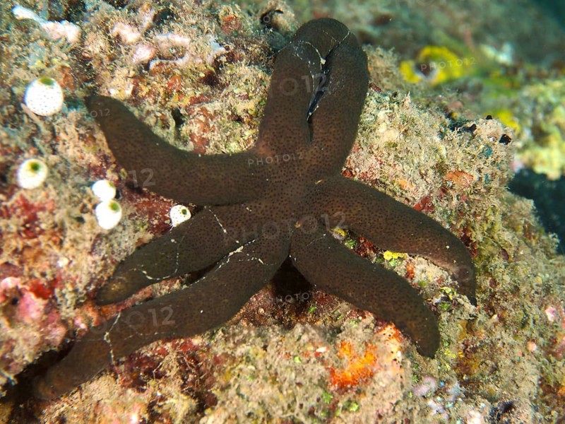Dark brown starfish, Luzon starfish (Echinaster luzonicus), crawling over a rocky surface. Dive site Twin Reef, Penyapangan, Bali, Indonesia