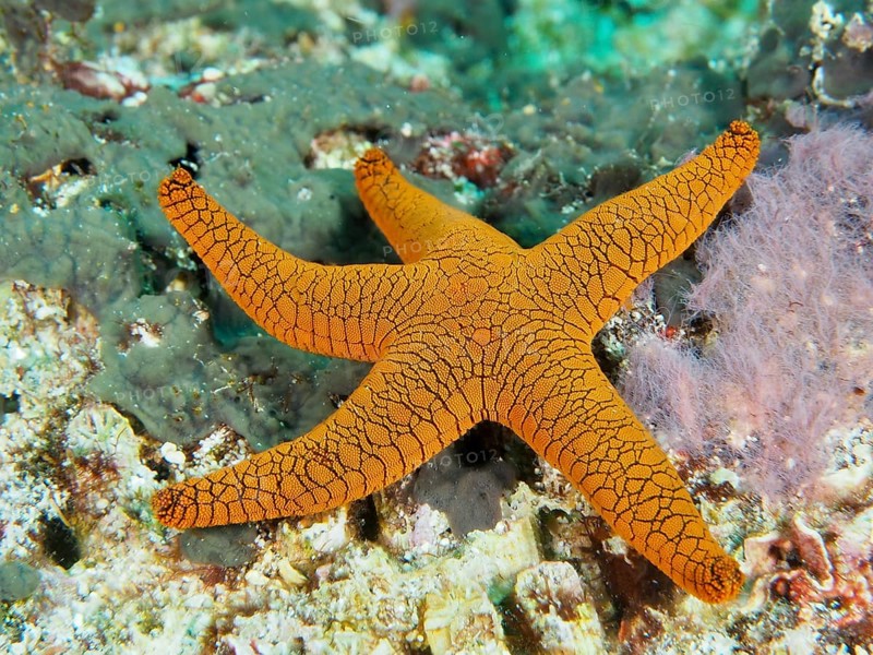 Bright orange-coloured starfish, Indian starfish (Fromia indica), stands out against the reef. Dive site Toyapakeh, Nusa Ceningan, Nusa Penida, Bali, Indonesia