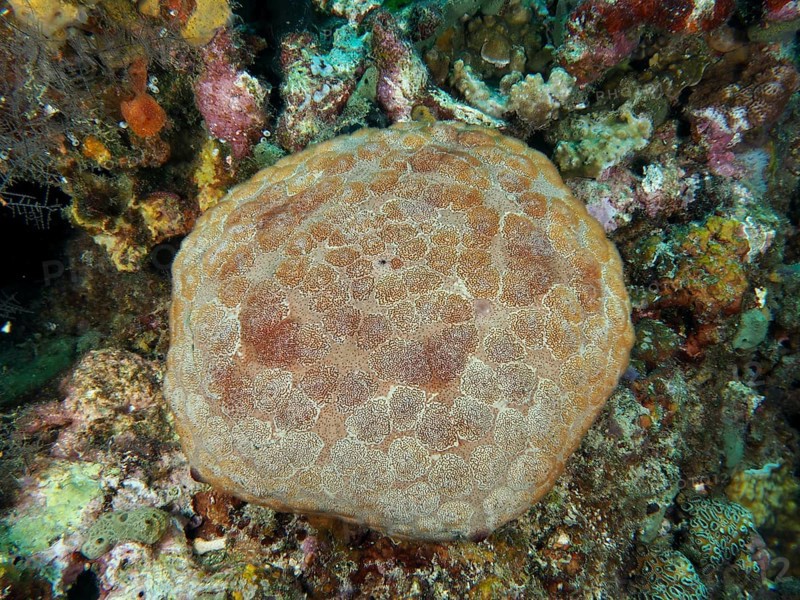 Large cushion starfish (Culcita novaeguineae) on the seabed surrounded by colourful corals. Dive site Close Encounters, Permuteran, Bali, Indonesia