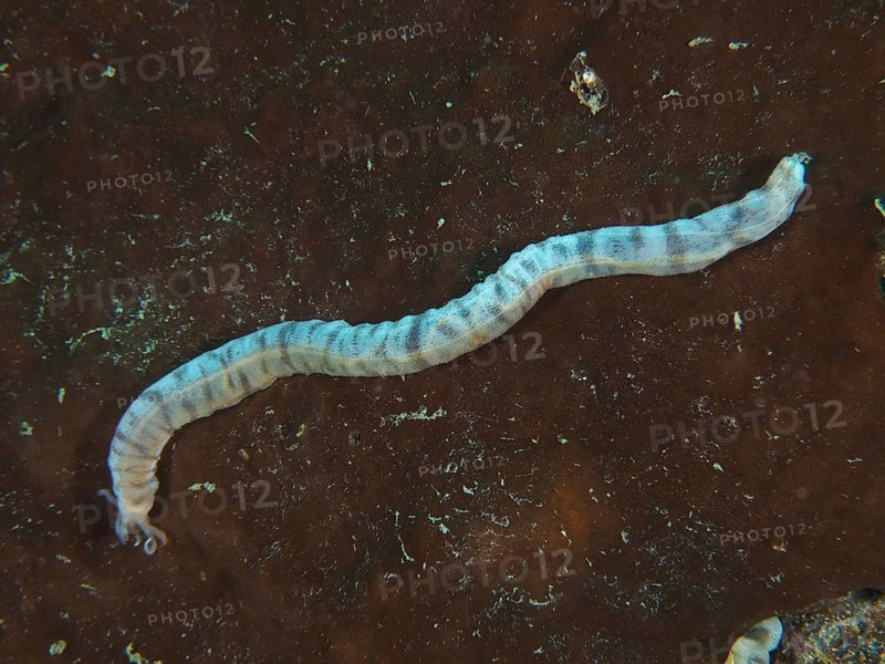 Feather mouth sea cucumber (Synapta maculata) juvenile on a brown sea sponge. Dive site Pidada, Penyapangan, Bali, Indonesia