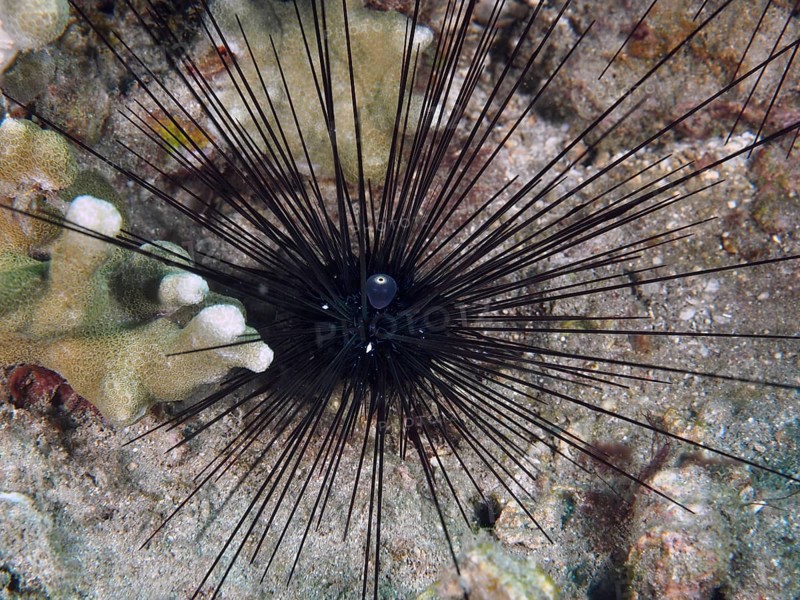 A black sea urchin with outspread spines, Diadema setosum, lies between corals on the bottom. Dive site Pidada, Penyapangan, Bali, Indonesia