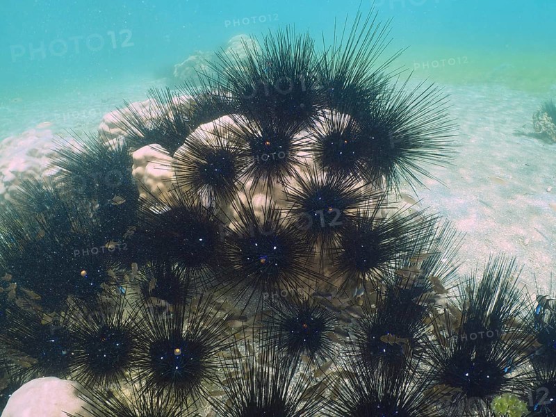 Several Arbacia lixula, Diadem sea urchins (Diadema setosum), on a sandy seabed in clear water. Dive site Secret Bay, Gilimanuk, Bali, Indonesia