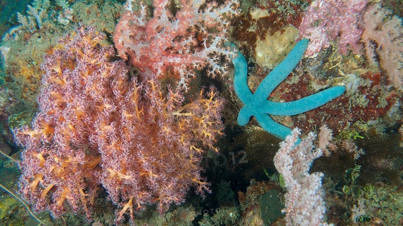 A lively underwater scene with colourful corals and a blue starfish (Linckia laevigata) . Dive site Pidada, Penyapangan, Bali, Indonesia