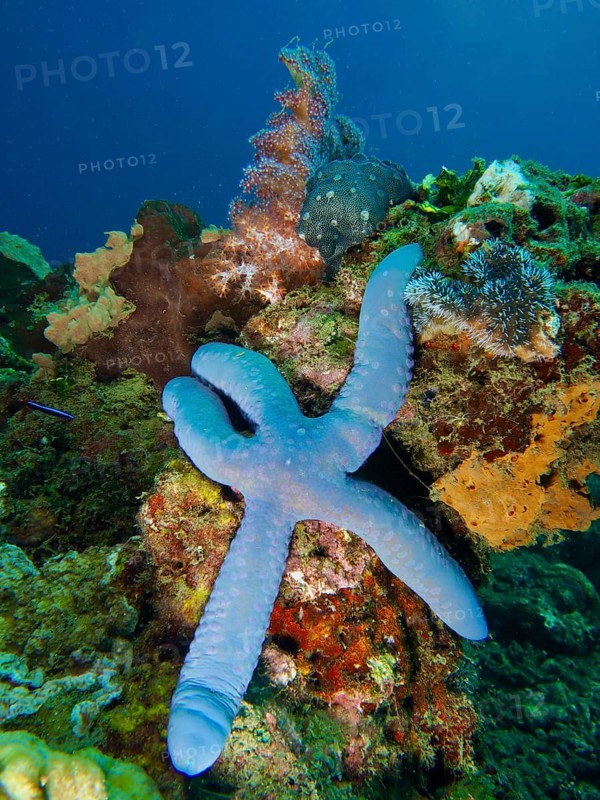 A blue starfish (Linckia laevigata) lies above colourful corals on the seabed. Dive site Spice Reef, Penyapangan, Bali, Indonesia