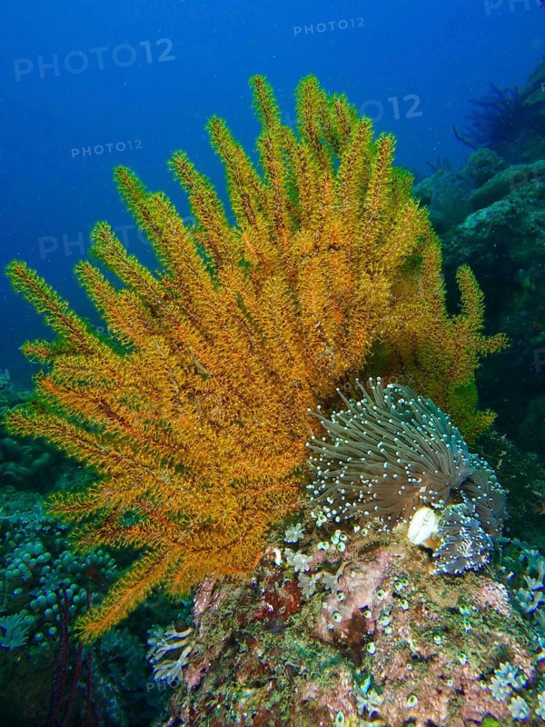 Yellow Feather Star (Comaster schlegelii) and sea anemone on a reef in the sea. Dive site Spice Reef, Penyapangan, Bali, Indonesia