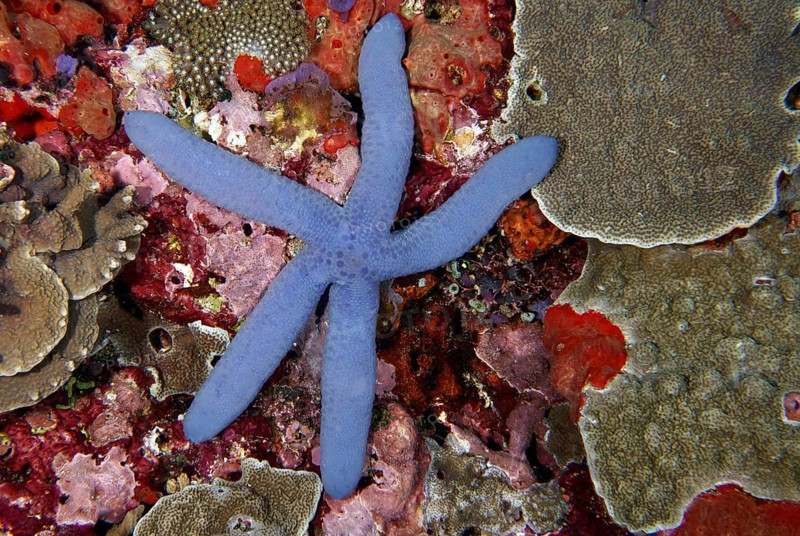 Blue starfish (blue Linckia laevigata) on a colourful coral reef bottom, diverse coral species. Dive site Toyapakeh, Nusa Ceningan, Nusa Penida, Bali, Indonesia