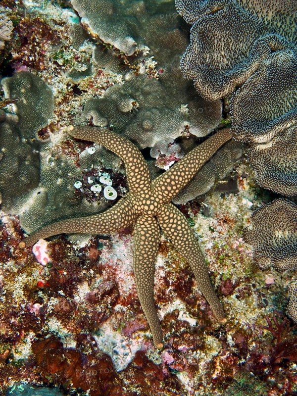 Brown starfish with dotted pattern, New Caledonia starfish, yellow net starfish (Nardoa novaecaledoniae), on a varied coral background. Dive site SD, Nusa Ceningan, Nusa Penida, Bali, Indonesia