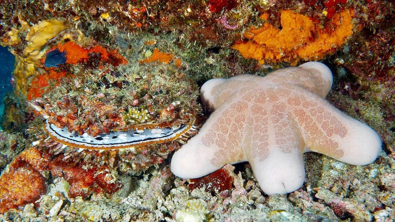 Granulated roller star (Choriaster granulatus) next to colourful corals and large variable spiny oyster (Spondylus varius) in an underwater landscape. Dive site Prapat, Penyapangan, Bali, Indonesia