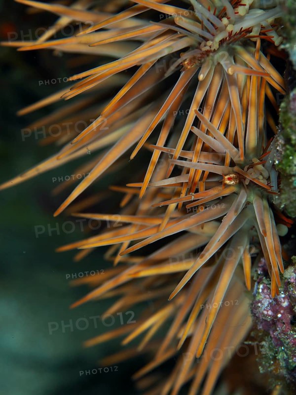 Close-up of a spiny starfish, crown-of-thorns starfish (Acanthaster planci), in a natural environment. Dive site Spice Reef, Penyapangan, Bali, Indonesia