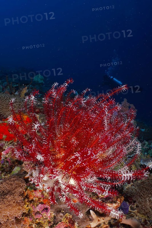 Red Bennett's hairstar (Anneissia bennetti) in a dark ocean environment with a diver in the background. Dive site SD, Nusa Ceningan, Nusa Penida, Bali, Indonesia