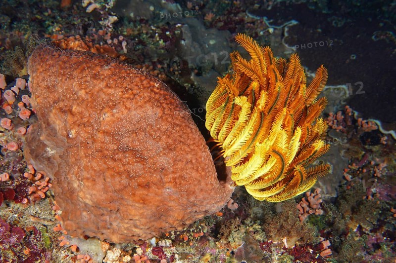 Bright orange round yellow Bushy feather star, Variable feather star (Comaster schlegelii) next to a large, lumpy sea sponge. Dive site Toyapakeh, Nusa Ceningan, Nusa Penida, Bali, Indonesia