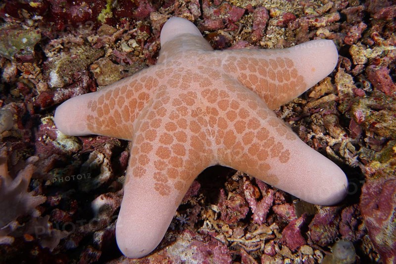 Close-up of a beige starfish with a distinctive pattern, granulated roller star (Choriaster granulatus), on a rocky seabed. Dive site Toyapakeh, Nusa Ceningan, Nusa Penida, Bali, Indonesia