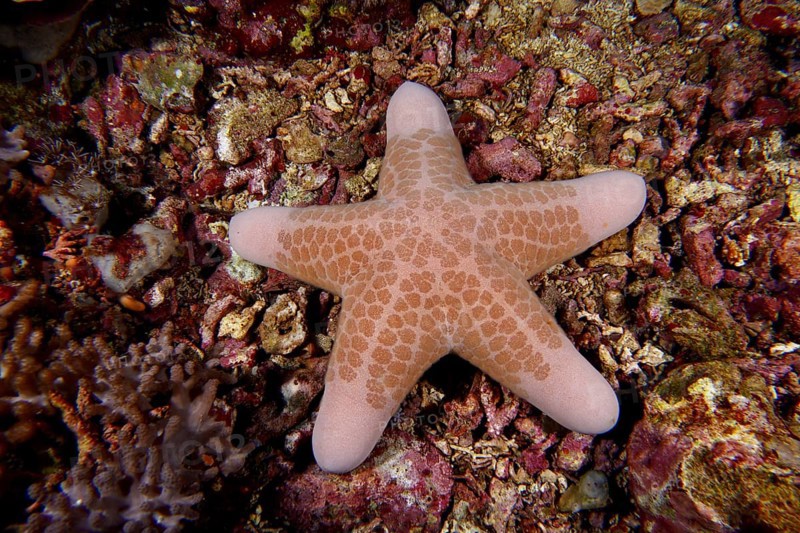 Beige starfish with geometric patterns, granulated roller star (Choriaster granulatus), on a colourful underwater bottom. Dive site Toyapakeh, Nusa Ceningan, Nusa Penida, Bali, Indonesia