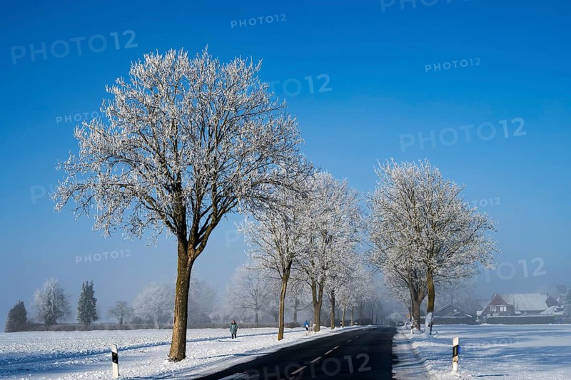 A snow-covered avenue leads to a village surrounded by frosty trees, an alley in the snow with hoarfrost, between Groß Bülten and Bülten, Ilsede, Peine district, Lower Saxony, Germany