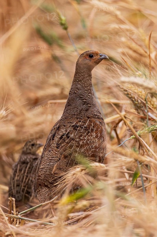 Grey partridge (Perdix perdix), close-up of a female together with young bird within a grain field, Hesse, Germany