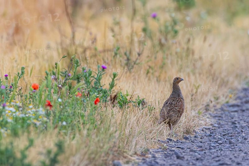 Grey partridge (Perdix perdix), female standing next to field path on colourful flowering strips at the edge of a field, Hesse, Germany