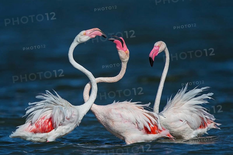 Pink flamingo (Phoenicopterus roseus), group of three birds fighting with their beaks and necks close together in the water with aggressive behaviour during courtship, Sardinia, Italy