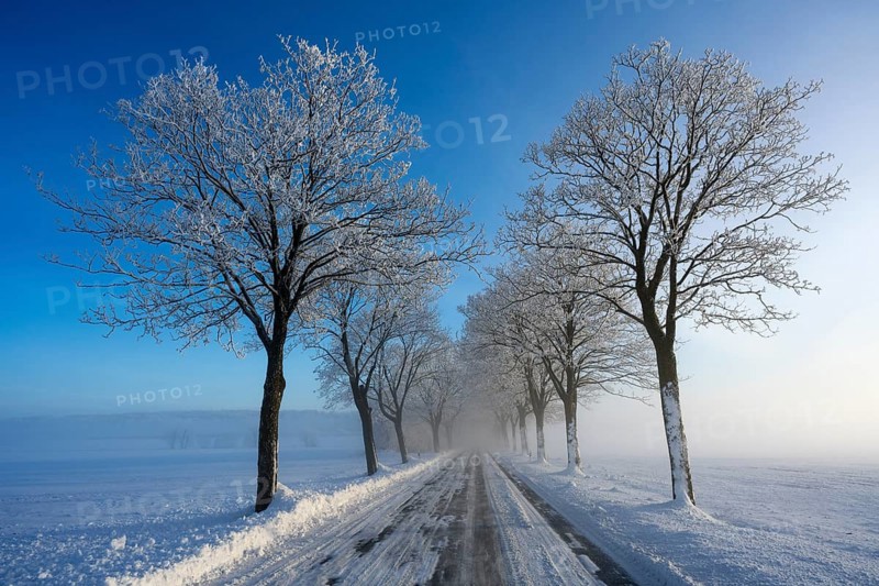 Snowy alley with frozen trees along a road in a quiet winter landscape under blue sky, trees of an avenue with hoarfrost between Solschen and Adenstedt, Ilsede, Peine district, Lower Saxony, Germany