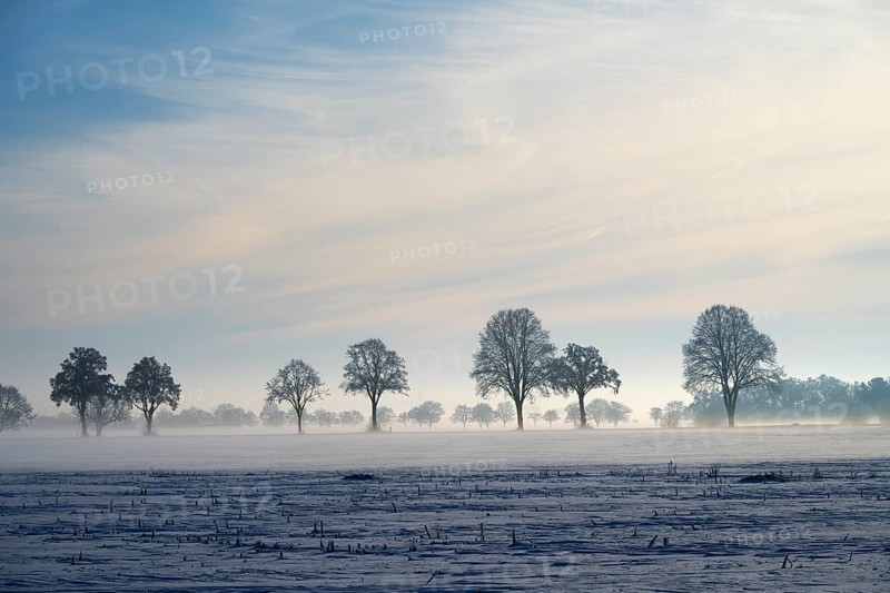 Trees standing in a row in fog with slightly cloudy sky, between Bülten and Solschen, Ilsede, Peine district, Lower Saxony, Germany