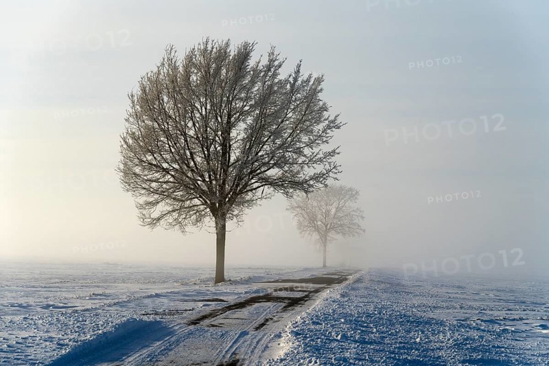 Snowy landscape with a row of trees along a road in fog, between Bülten and Solschen, Ilsede, Peine district, Lower Saxony, Germany