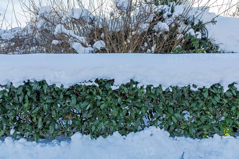 Snowy hedge, winter, snow, Sieversen, Samtgemeinde Rosengarten, Lower Saxony, Germany