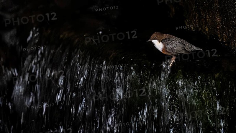 A dipper (Cynclus cinclus) sits at a small waterfall with dark, bubbling water, East Westphalia, North Rhine-Westphalia, Germany