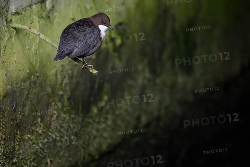 A dipper (Cynclus cinclus) sitting on a branch in front of a moss-covered wall in a quiet environment, East Westphalia, North Rhine-Westphalia, Germany
