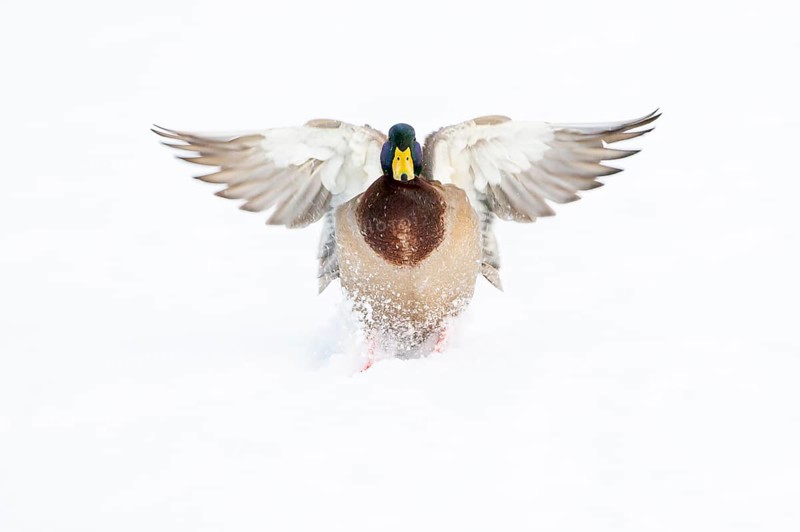Flying mallard (anas platyrhynchos) in the snow, Vechta, Lower Saxony, Germany