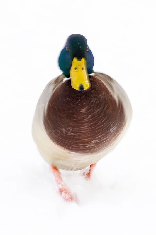 Mallard (anas platyrhynchos) in the snow, Vechta, Lower Saxony, Germany