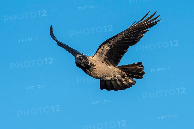 Hooded Crow (corvus corone corone) in flight, Feldberg Lakeland, Mecklenburg-Western Pomerania, Germany