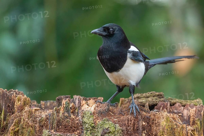 Magpie (Pica pica), Neuhaus, Lower Saxony, Germany