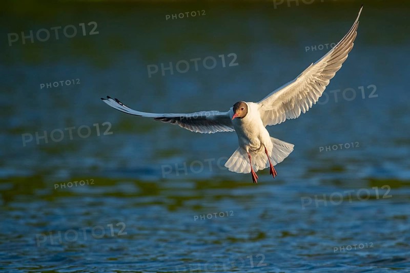 Flying Black-headed Black-headed Gull (Chroicocephalus ridibundus), Lembruch, Lower Saxony, Germany